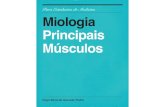 Miologia - Principais Músculos