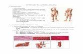 5.sistema muscular