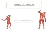 Sistema muscular 1º periodo