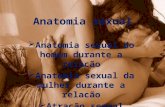 Anatomia sexual