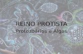 Protozoários e Algas