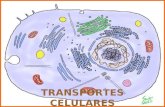 Membrana celular e transporte membranares (biologia humana)