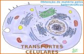 Transportes Transmembranares