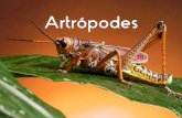 Biologia - Artropodes