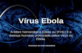 Vírus ébola