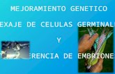 mejoramiento genetico, sexaje de celulas germinales y transferencia de embriones