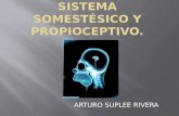 UNIVERSIDAD DE SONORA Sistema somestésico y propioceptivo