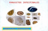 Morfologia parasitaria