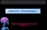 Nervio trigemino (2)