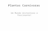Plantas CarníVoras