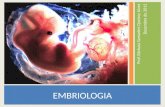 Aula14 embriologia