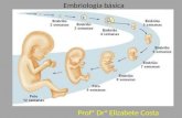 Introdução ao desenvolvimento embrionário