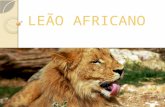 Leão Africano