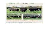 Turkont      usa  cattles  farm