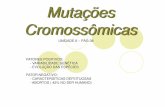 Mutações cromossômicas   unid 6
