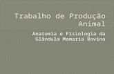 Trabalho de Produção Animal - Anatomia e Fisiologia da Glândula Mamária dos Bovinos