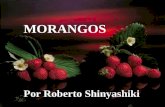 Msg - Morangos