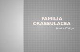 FAMILIA CRASSULACEAE