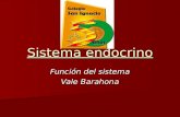 Sistema endocrino (1)