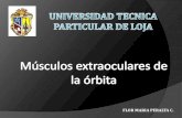 Musculos Extraoculares De La Orbita