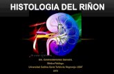 Histologia del riñon