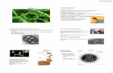 Microbiologia Geral - Vírus