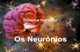 Neuronios   grupo 1 12 b