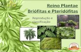 - Biologia - Reino Plantae - Briófitas e Pteridófitas.