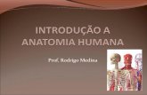 Aula 1  introdução a anatomia humana