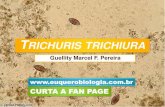 Trichuris trichiura - PDF/PPT