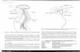 Neurologia - doenças vasculares cerebrais