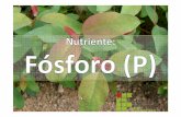 Nutrição mineral de plantas_Fósforo (P)