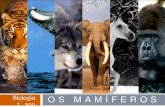Os mamíferos - Biologia, 1° ano E.M.