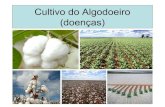PROF. LUIZ HENRIQUE - Cultivo do algodoeiro doenças