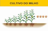 PROF. LUIZ HENRIQUE - Cultivo do milho