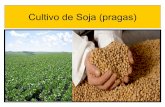 PROF. LUIZ HENRIQUE - Cultivo de soja pragas
