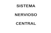 Sistema nervioso ctral-embrio