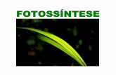 fotossintese bio andreia