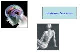 Sistema nervoso parte i