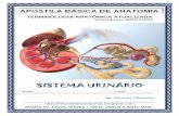 Anatomia do Sistema Urinário