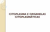 Citoplasma e organelas citoplasmáticas  29-09 (1) [salvo automaticamente]