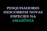 Novas  Espécies Encontradas Na  Amazonia