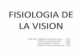 Fisiologia de la vision