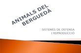 Animals del berguedà