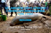 La biologie du lamantin ouest africain