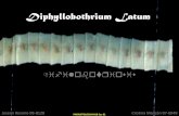 Diphyllobothrium Latum