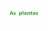 Resumo das Plantas