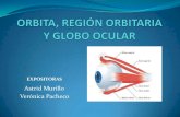 Orbita, RegióN Orbitaria Y Globo Ocular55