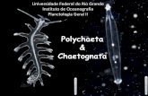 Polychaeta e Chaetognata