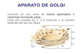 APARATO DE GOLGI, LISOSOMAS Y PEROXISOMAS